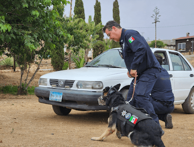 CERTIFICA SSCBC A AGENTES K9 DE INSTITUCIONES Y EMPRESAS DE SEGURIDAD. lasnoticias.info