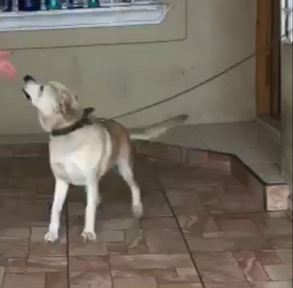 ATIENDEN INSPECTORES DEL AYUNTAMIENTO DE TIJUANA DENUNCIAS POR MALTRATO ANIMAL. lasnoticias.info