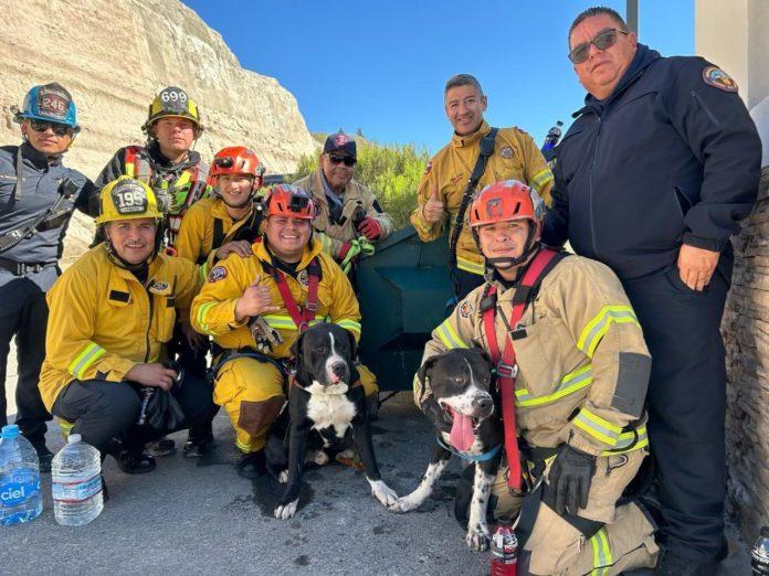 RESCATAN BOMBEROS DE TIJUANA A DOS PERRITOS DE UN CERRO. lasnoticias.info