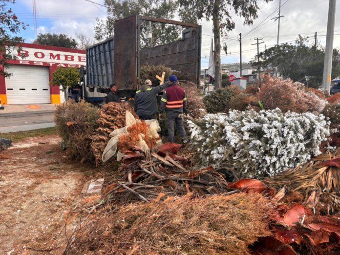 CONCLUYÓ AYUNTAMIENTO DE TIJUANA CAMPAÑA DE ACOPIO DE ÁRBOLES NAVIDEÑOS. lasnoticias.info