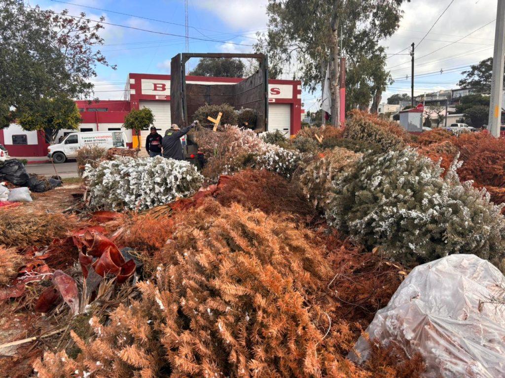 CONCLUYÓ AYUNTAMIENTO DE TIJUANA CAMPAÑA DE ACOPIO DE ÁRBOLES NAVIDEÑOS. lasnoticias.info