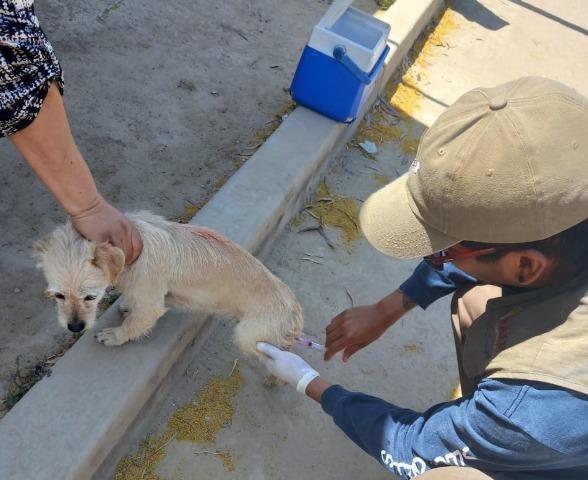 MANTIENEN CAMPAÑA PERMANENTE DE VACUNACIÓN ANTIRRÁBICA EN CLÍNICAS VETERINARIAS, GRANEROS DE TIJUANA, TECATE Y ROSARITO. lasnoticias.info