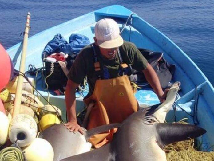 INICIÓ LA VEDA DE TIBURONES Y RAYAS: SEPESCA BC. lasnoticias.info