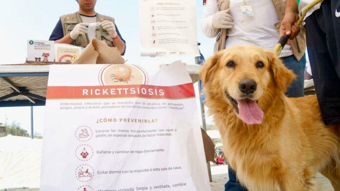 REFUERZAN ACCIONES CONTRA LA RICKETTSIA EN ZONAS DE RIESGO EN ENSENADA: SECRETARIA DE SALUD. lasnoticias.info