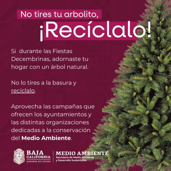 INVITA SECRETARÍA DE MEDIO AMBIENTE A PARTICIPAR EN CAMPAÑAS DE RECICLAJE DE ÁRBOLES NAVIDEÑOS. lasnoticias.info