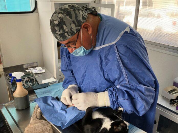 DISPONIBLE SERVICIO DE ESTERILIZACIÓN CANINA Y FELINA EN FRACCIONAMIENTO MAR. lasnoticias.info